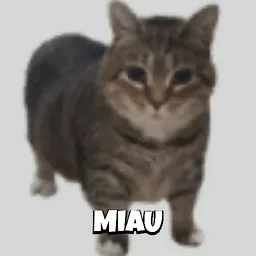 kucing, cat, gemuk, miau, meow