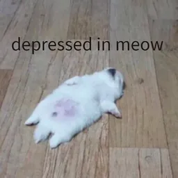 cat, meow, depressed, lying down, tired