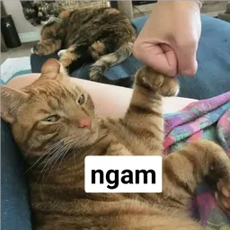 kucing, setuju, ngam, oren, fist bump