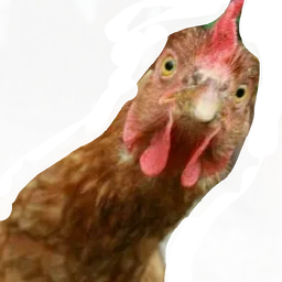 haiwan, pandang, ayam, chicken