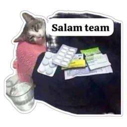 kucing, sakit, demam, salam team, ubat