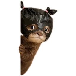 lucu, kucing, mengintai, cat, topeng