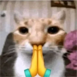 kucing, cat, minta maaf, merayu, please