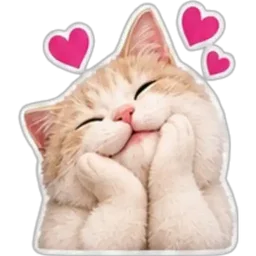 kucing, comel, cat, hati, sayang
