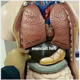 lawak, hati, mencuit hati, anatomi, organ