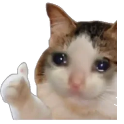 ok, kucing, thumbs up, sedih, crying cat