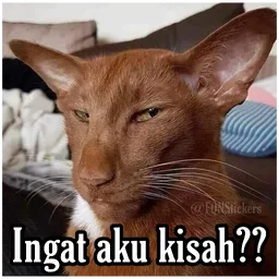 kucing, meme, sindir, tak kisah, ingat aku kisah