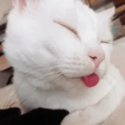 kucing, comel, cat, julur lidah, putih