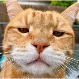 kucing, cat, muka masam, meme kucing, oren