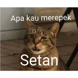 kucing, sindir, meme kucing, setan, merepek