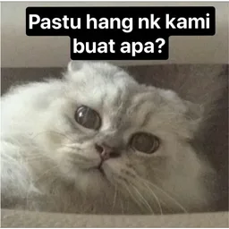 kucing, tanya, meme kucing, buat apa, hang