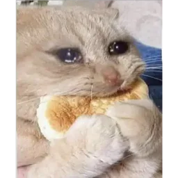 kucing, lapar, menangis, sedih, roti