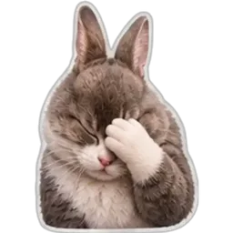 kucing, comel, malu, penat, facepalm