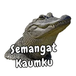 buaya, semangat, motivasi, kaumku