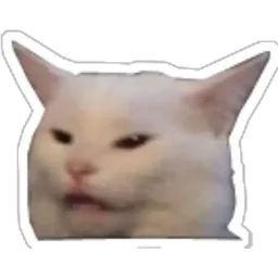 kucing, cat, meme, annoyed, smudge cat