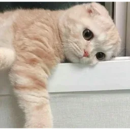 kucing, comel, cat, sedih, malas