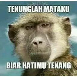 lawak, monyet, tenung mata, beruk, hati tenang