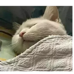 tidur, kucing, comel, mengantuk, selimut