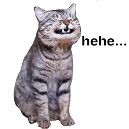 kucing, gelak, cat, meme, hehe