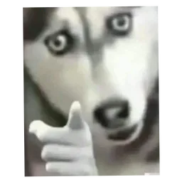 ok, meme, thumbs up, anjing, husky