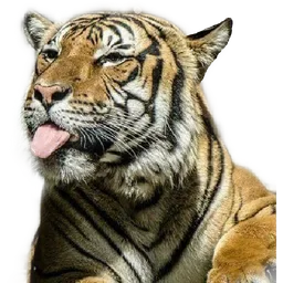 haiwan, julur lidah, harimau, tiger