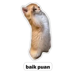 kucing, comel, setuju, baik puan