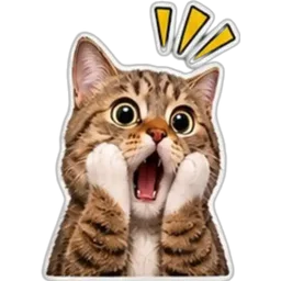kucing, cat, terkejut, wow, shocked