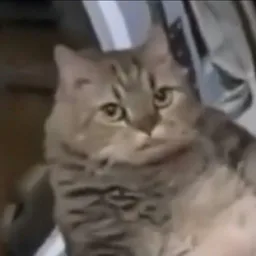 kucing, pandang, cat meme, muka blur