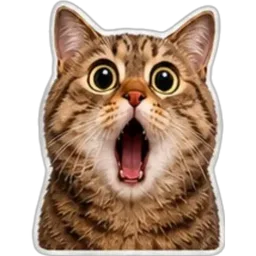 kucing, cat, terkejut, wow, shocked