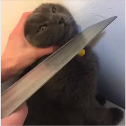 kucing, marah, ancam, meme kucing, pisau