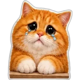 kucing, comel, menangis, sedih, oren